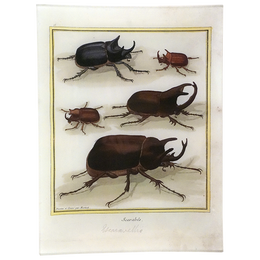 Scarabs