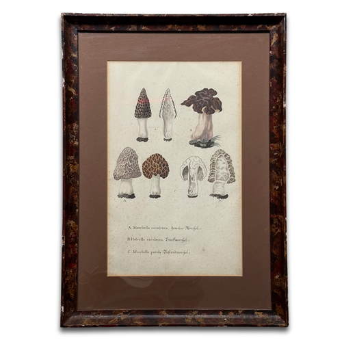 Pair of 19th-century Framed Fungi Illustrations