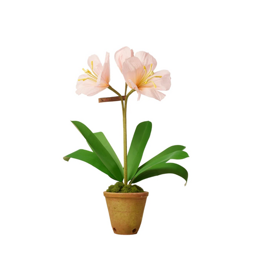 The Green Vase Potted Amaryllis Plant