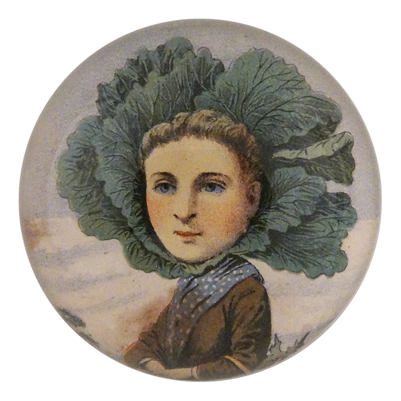 A Flat Dutch Cabbage