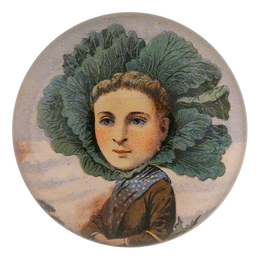 A Flat Dutch Cabbage