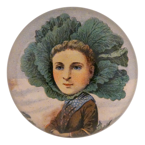 A Flat Dutch Cabbage