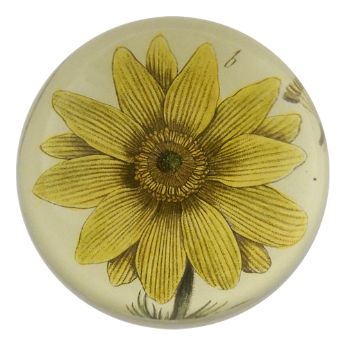 Adonis Vernatis - FINAL SALE