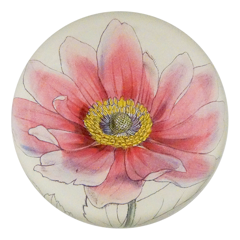 Anemone Japonica Pink