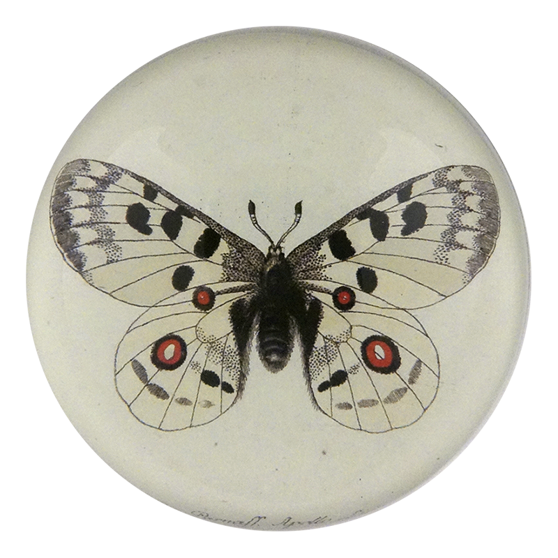 Apollo Butterfly
