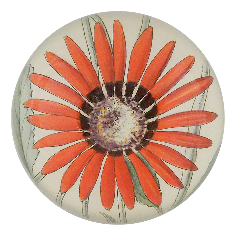 Arctotis Roodae
