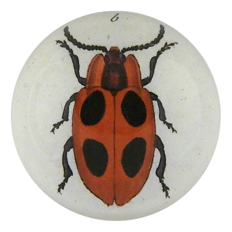 Big Dot Ladybug