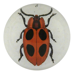 Big Dot Ladybug