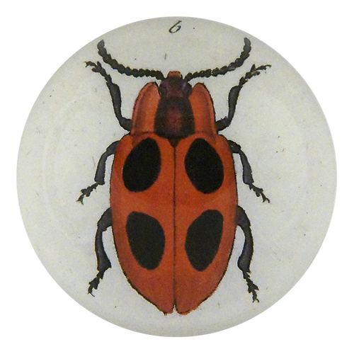 Big Dot Ladybug
