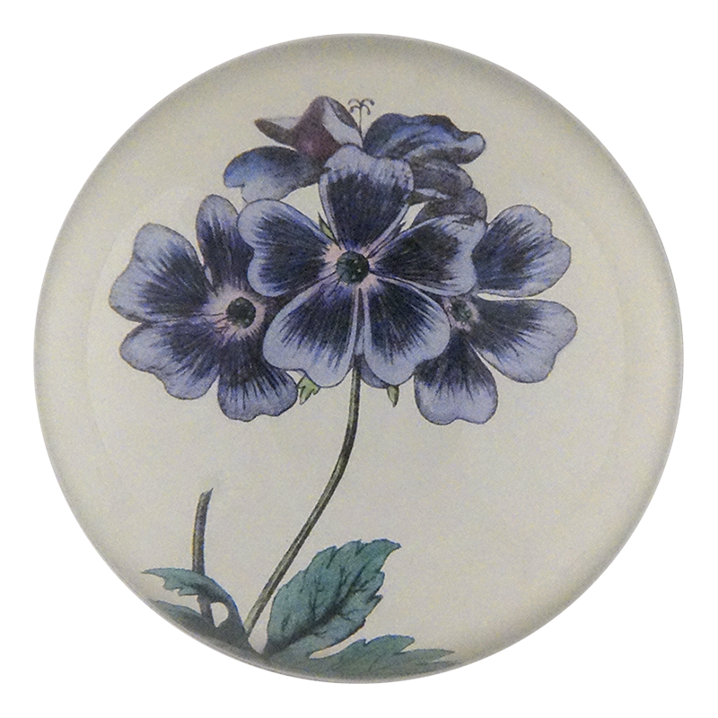 Blue Geranium