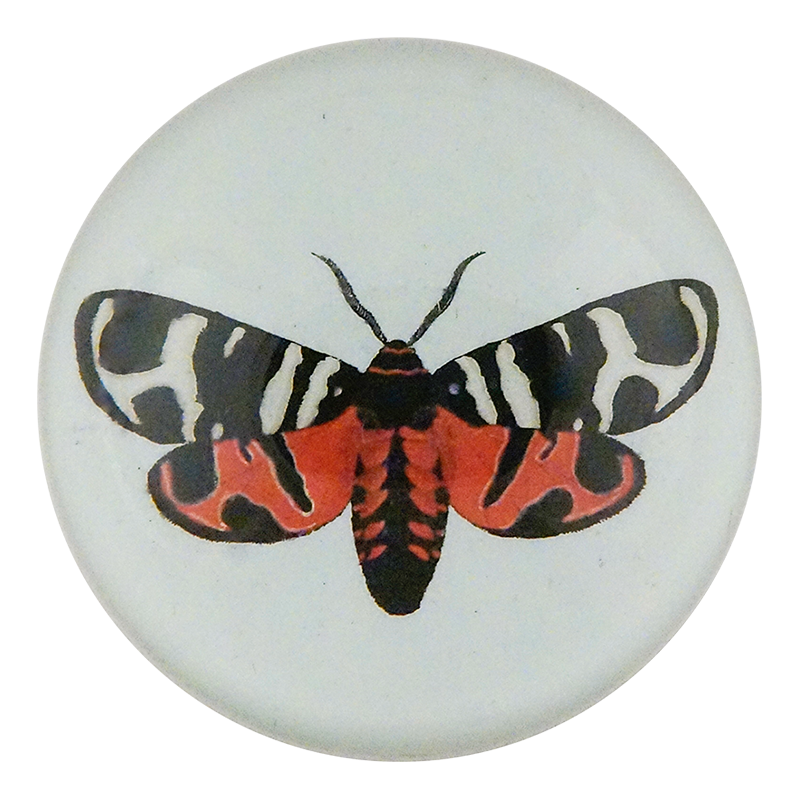 Bombyx Hebe Fabr.