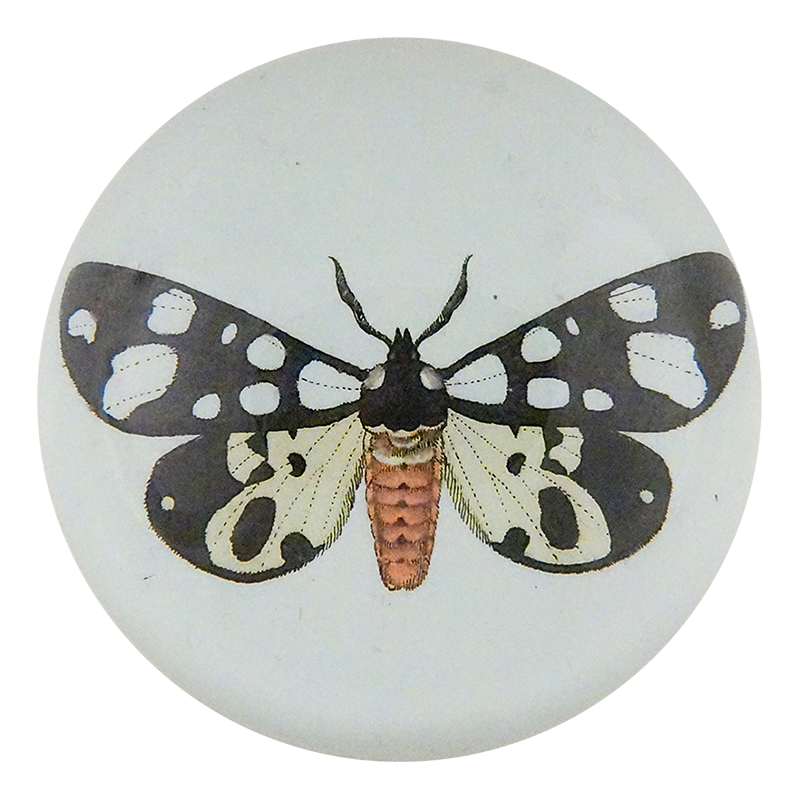 Bombyx Villica Fabr.
