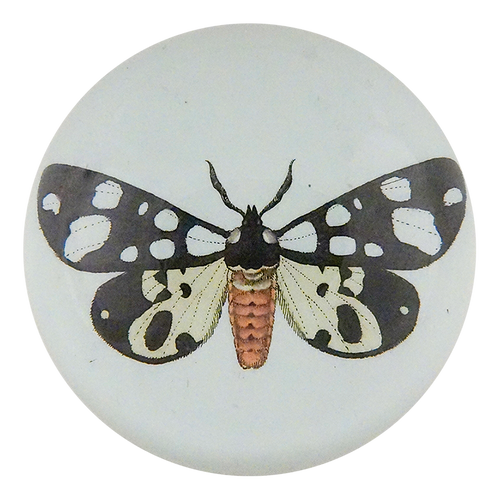 Bombyx Villica Fabr.