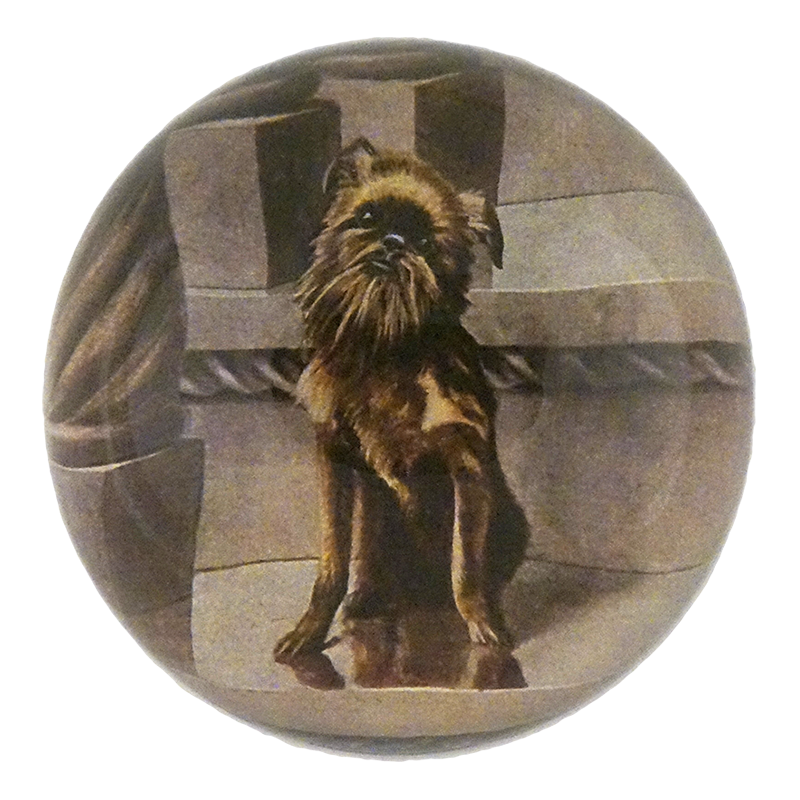 Brussels Griffon