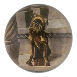 Brussels Griffon