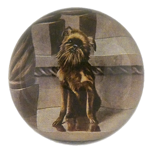 Brussels Griffon