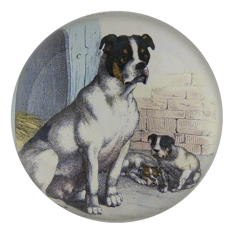 Bull Dog with Puppies