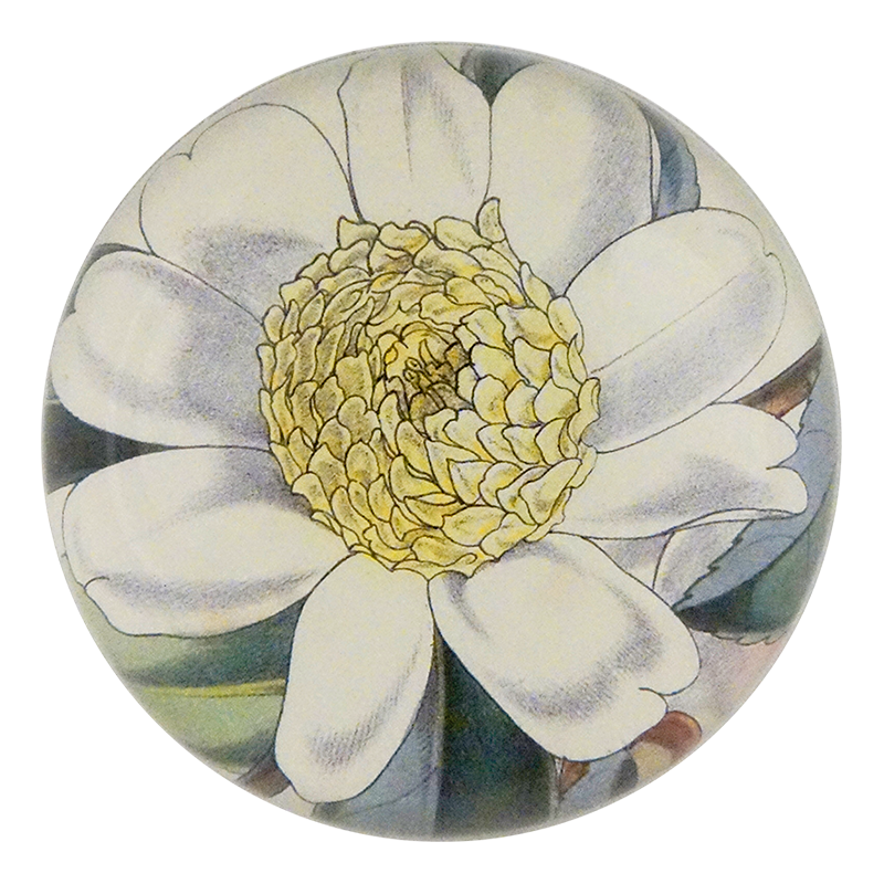 Camellia Sasanqua