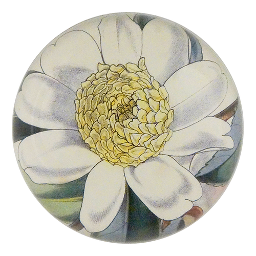 Camellia Sasanqua