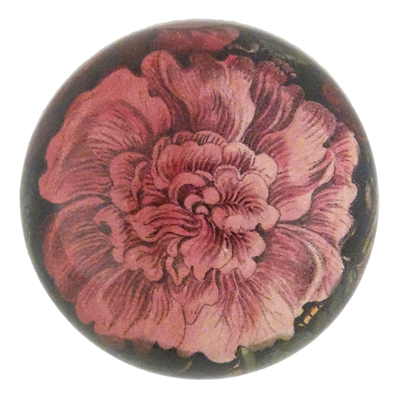 Choice Pink Rose