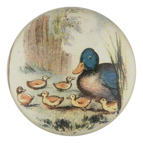 Ducklings