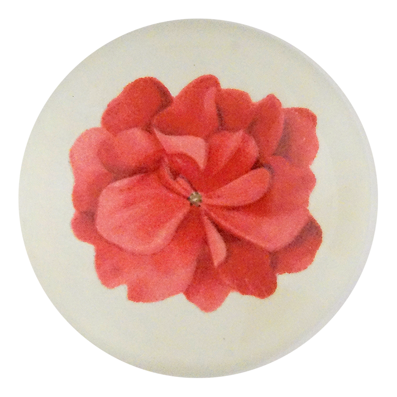 Geranium Fleuret 3