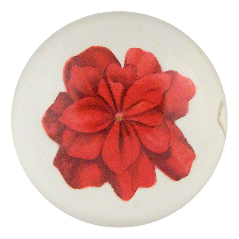 Geranium Fleuret 4