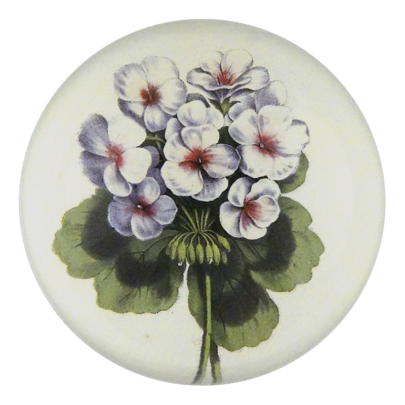 Geranium Scarlet
