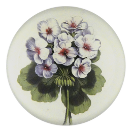 Geranium