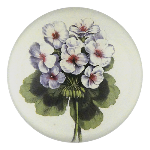 Geranium
