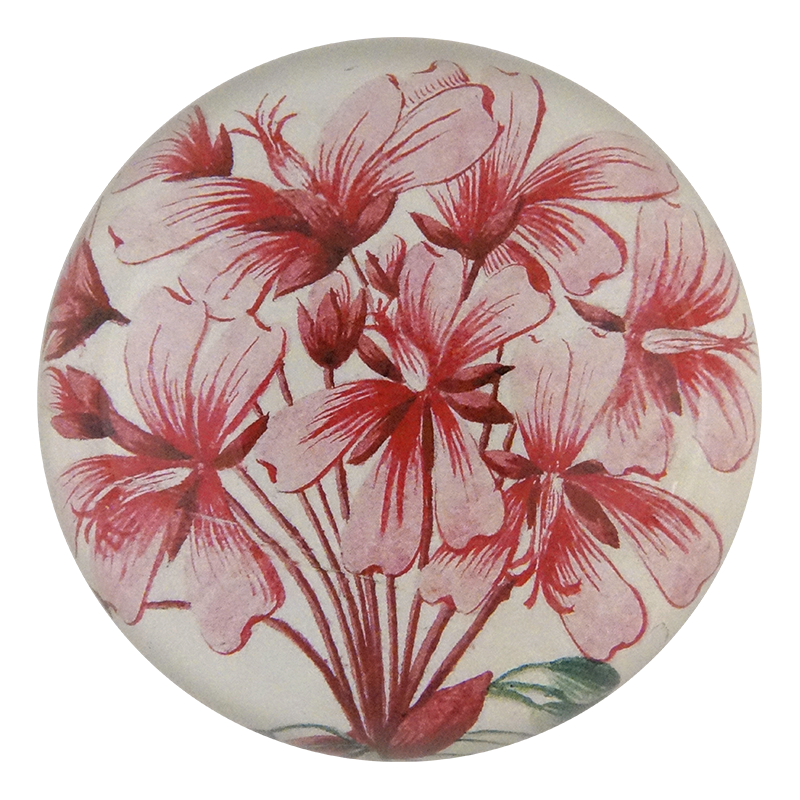 Geranium Zonale