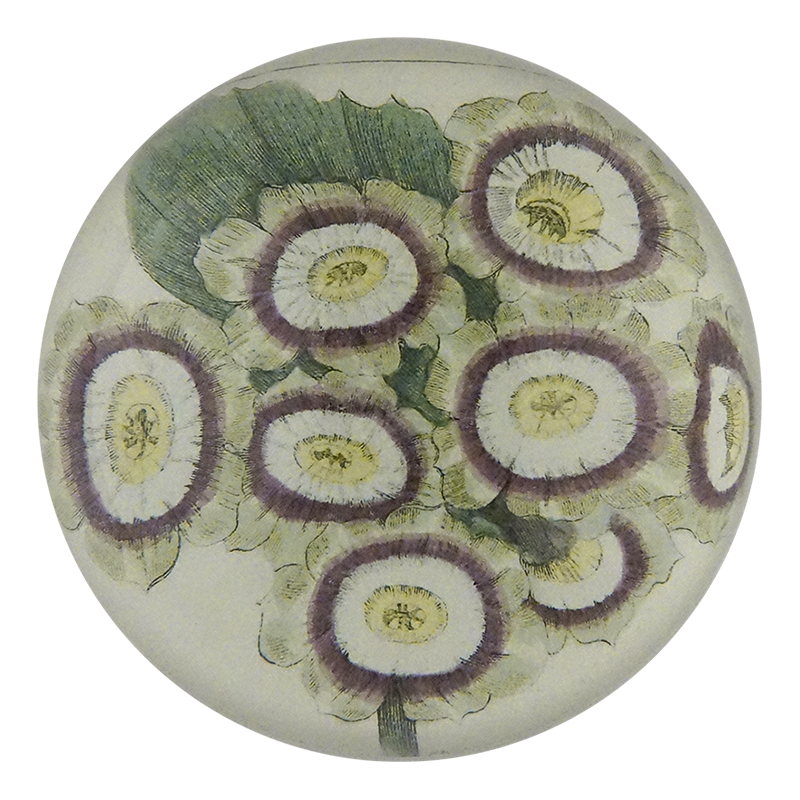 Grime's Orion Auricula