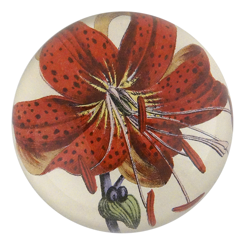 Lily Fig. 3