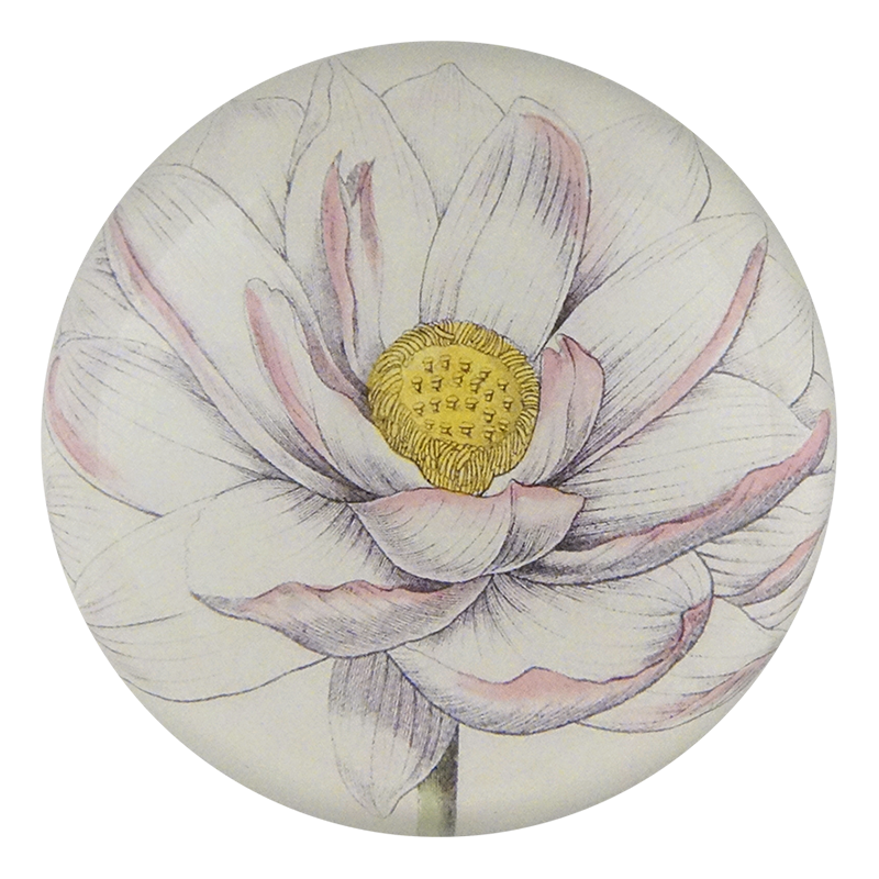 Nelumbo