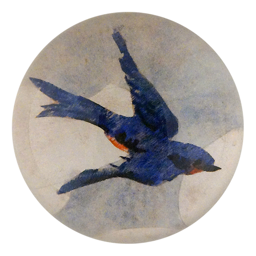 Painted Swallow