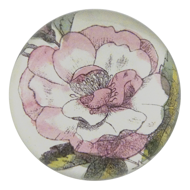 Pale Pink Rose
