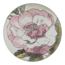 Pale Pink Rose
