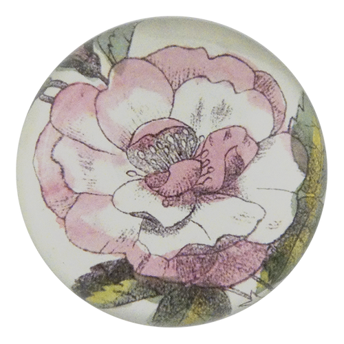 Pale Pink Rose