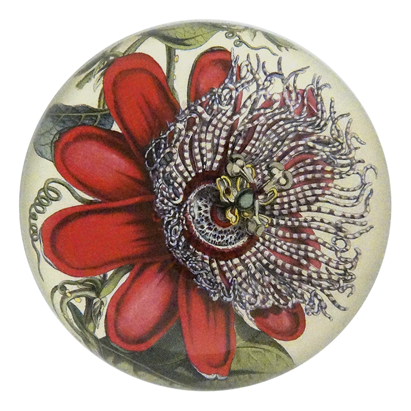 Passiflora