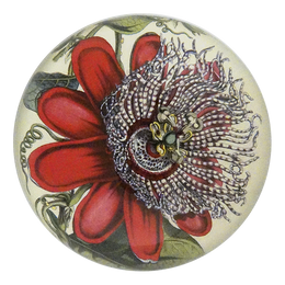 Passiflora