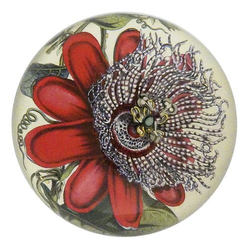 Passiflora
