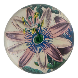 Passion Flower 1858 - FINAL SALE