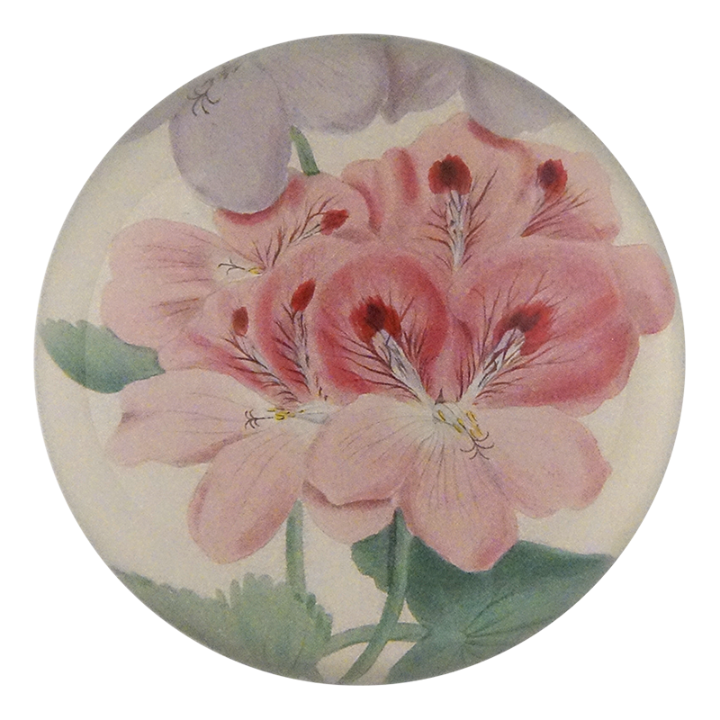 Pink and Purple Geranium