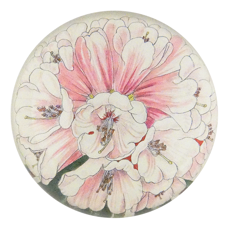 Rhododendron Fulvum