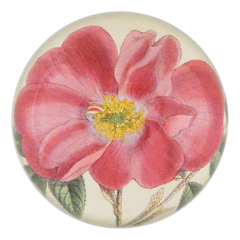Rosa Incarnata