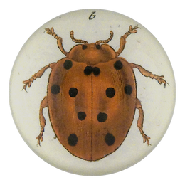 Tiny Dot Ladybug