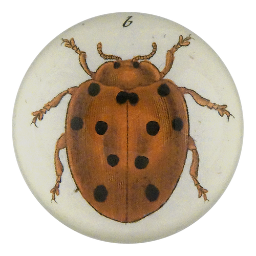 Tiny Dot Ladybug