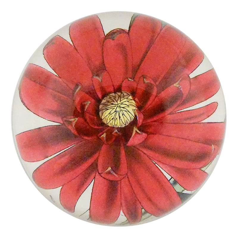 Western Calycanthus