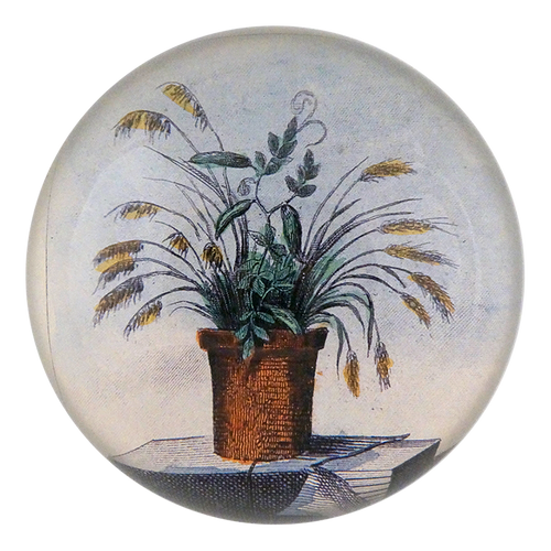 Wheat - FINAL SALE