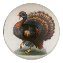 Wild Turkey